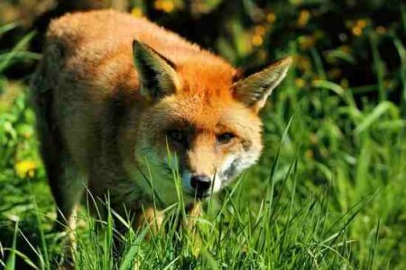 Keeping Chickens Safe Image